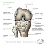 Anatomi knäled framifrån