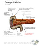 Anatomi bukspottkörteln (pancreas)